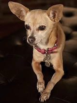 Gidget