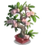 Adenium Bonsai Tree-icon
