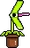 Venus Fly Trap