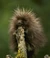 Porcupine