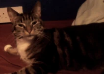 Maggie