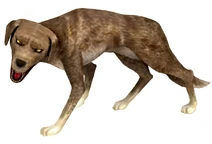 Inu