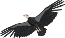 Condor