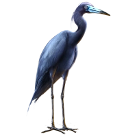 Huge item littleblueheron 01