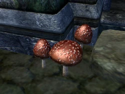 Fly Amanita