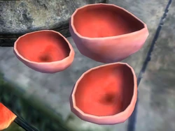 Elf Cup
