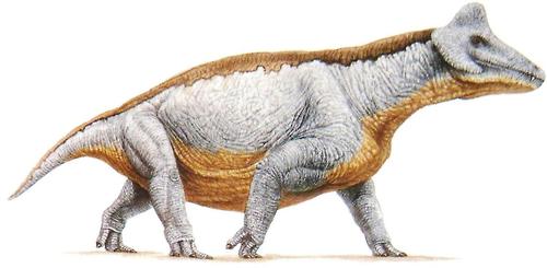 Styracocephalus platyrhynchus