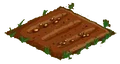 Lillipilli 00.png