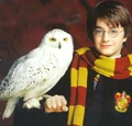 Harry-Potter-Hedwig.jpg
