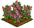 Lillipilli 100.png