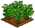 Fava Beans 100.png