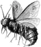 Beelzebub2
