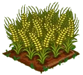 Australian Wheat 100.png