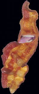 Bacon