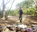 Ajira massacre