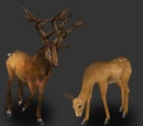 Deer