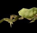 Tree Frog Box