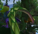 Strangle Vine