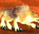 Elder Crag Coyote