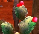 Cactus Apple