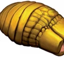 Carrion grub