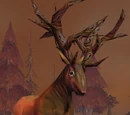 Mosshoof Courser