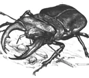 Carrion beetle