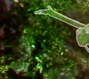 Disco Frog