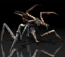 Arachnid