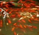 Fische