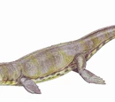 Metriorhynchus