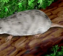 Adelobasileus