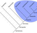 Monophyly