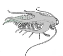 Arthropoda