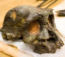 Sahelanthropus