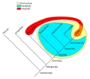 Cladistics