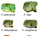 Species of Psittacosaurus