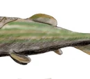 Coccosteus