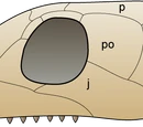 Anapsida
