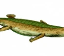 Pelagosaurus