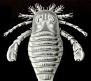 Eurypterida