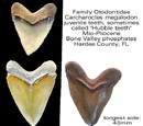 Bone Valley Formation