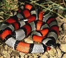 Serpiente coral