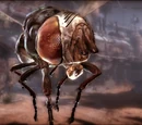 Giant fly