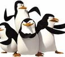 Madagascar Penguins