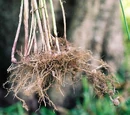 Priprioca