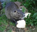 Nutria