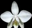 Phalaenopsis stuartiana