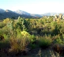 Biodiversity South Africa and climate change