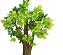 Trees